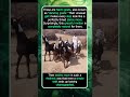 These Goats Look Like They’re Dancing