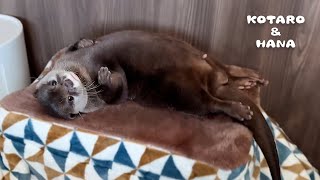 Otter Scratches His Belly Like an Old Man When Chilling Out by KOTSUMET 105,012 views 3 months ago 6 minutes, 19 seconds