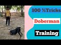 Doberman training  trainer rajesh pal