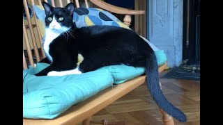 Tuxedo cat Rascal prepares for a 💤 by ThatRascal 1,414 views 2 years ago 1 minute, 11 seconds