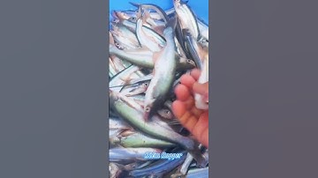 #Shorts / Câu cá dứa cá xác sọc quá phê miền tây sông nước #KiềmRapper