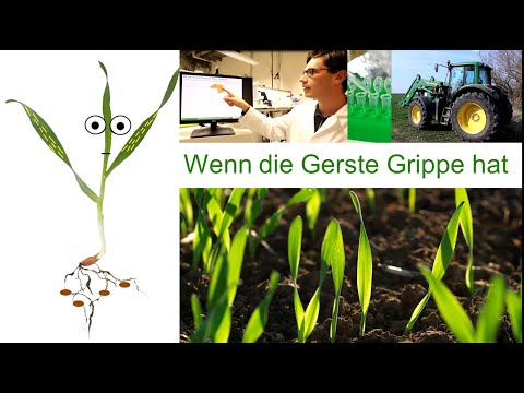 Video: Was ist Gerstenstreifenmosaik – Wie man Gerstenstreifenmosaik auf Pflanzen behandelt