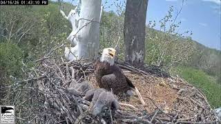 16.04.2026. NCTC Eagle Nest: Camera 2#naturelovers #birdlovers #birdswatching