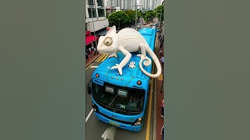 tắc kè hoa tắc kè kêu gecko #tackehoa #gecko