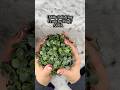 Oddly satisfying crunchy tingly ASMR #asmr ##asmrsounds #fypシ゚viral #asmrtingles #asmrcrunchy
