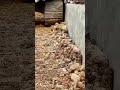 Excavator Tracks Compacting Foundation