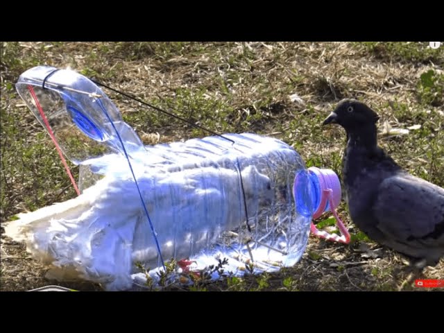 How to Trap a Bird - Best bird trap 