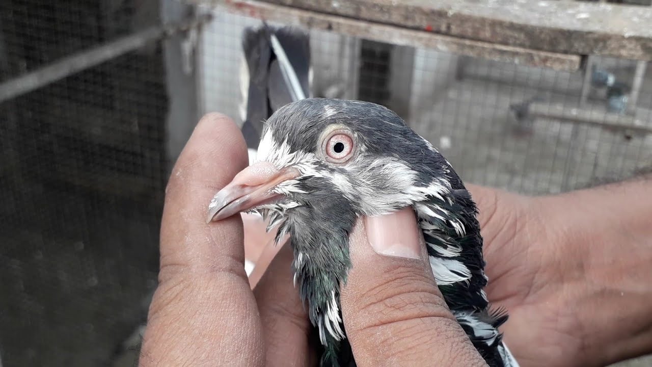 Ustad k Kabootar, Lahore Rehman Pura, kabootar Bazi 2022 YouTube