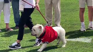 Georgia has a new mascot. Meet Uga XI