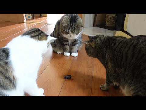 夏の終わりとカブトムシとねこ。-Late summer and Rhinoceros beetle and Cats.-