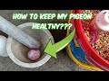 How to keep my racing pigeon healthy