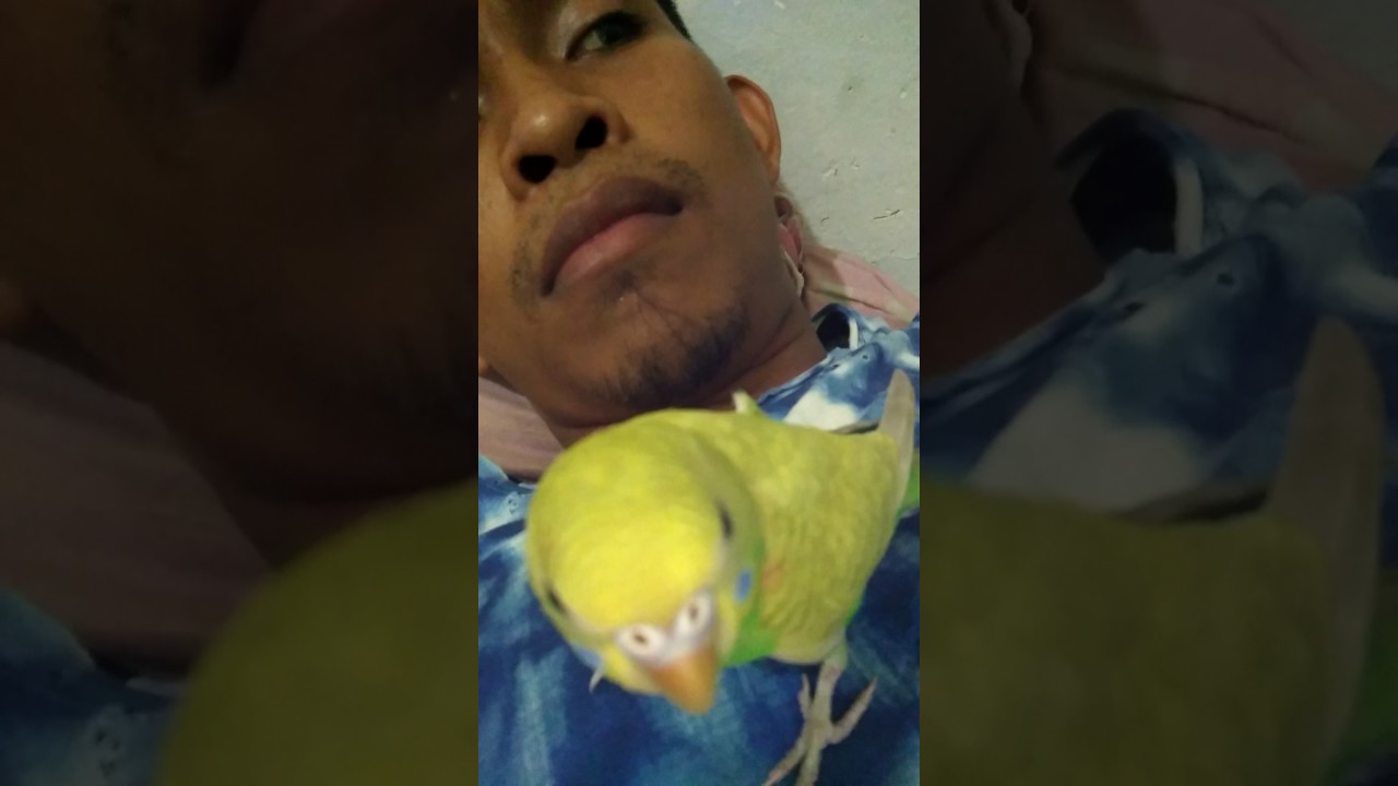 BURUNG PARKIT YANG CERDAS