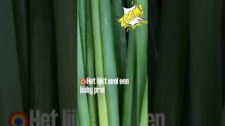 They look like bamboo stalks❓ ... 🧐 | Zoom S3#19 | Childhood KRO-NCRV