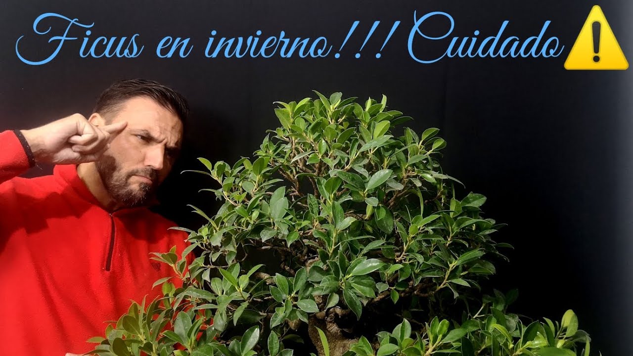 ¿Se puede trabajar un ficus en invierno?