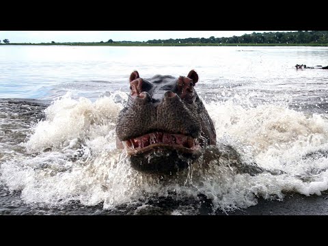 Видео: Где обитают бегемоты?