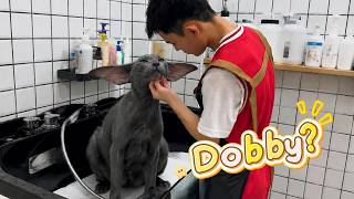 Is That You, Dobby?