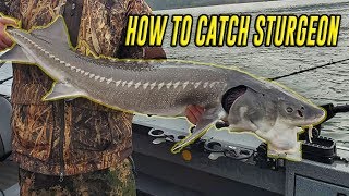 How To Fish Sturgeon, In Depth Tutorial For SUCCESS. (FISH ON!) 