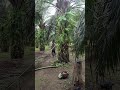 panen sawit hasil pemupukan pupuk palm best