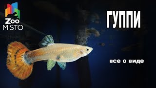 Гуппи - Все о аквариумной рыбке Гуппи - Все о аквариумной рыбке
