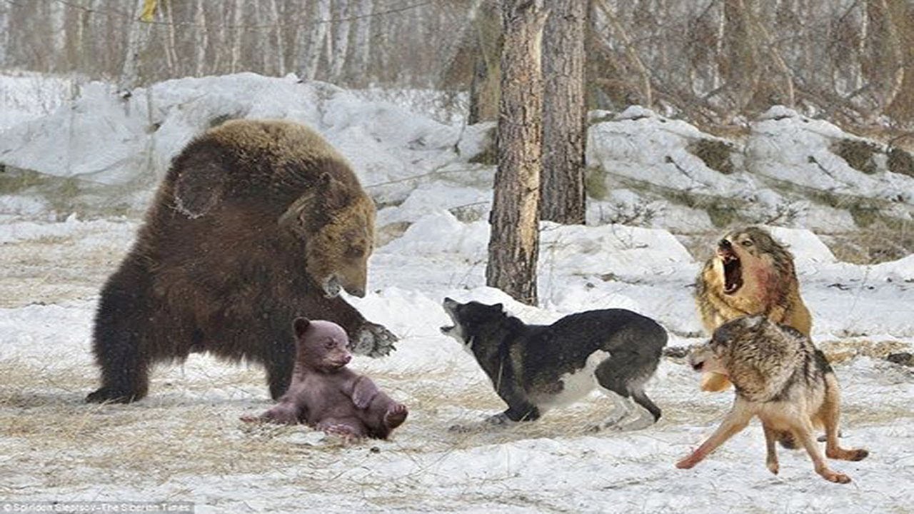 Схватка с медведем. Медведь Гризли против Волков. Стая Волков против медведя.