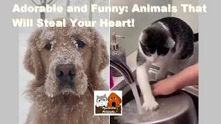 Adorable and Funny: Animals That Will Steal Your Heart!