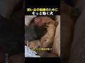 飼い主の熟睡のためにそっと動く犬