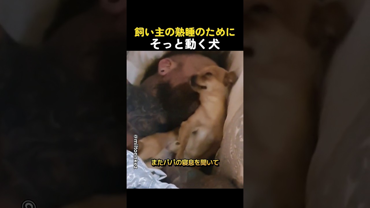 飼い主の熟睡のためにそっと動く犬