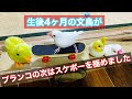 【スケボー文鳥】生後4ヶ月の文鳥、ブランコの次はスケボーを極めました！興味津々、怖いもの知らずの文鳥がスケボーを楽しんでます