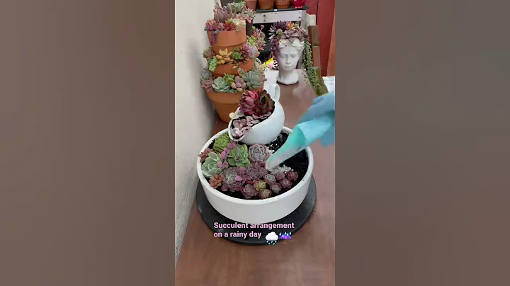 Create The Perfect Succulent Arrangement- But How?🔥 - DayDayNews