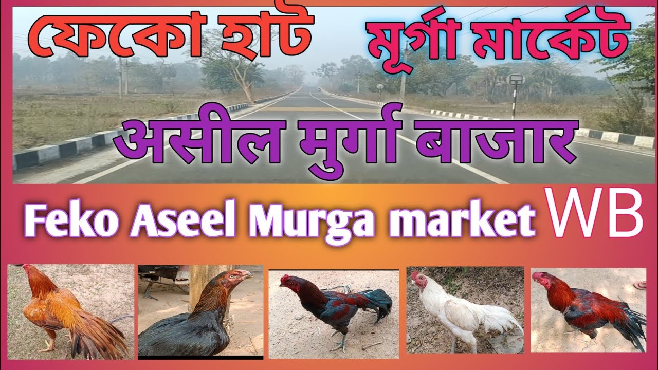 Aseel Murga price update in India#Feko#kukru# Poradih Hat#Balarampur Hat#Murga Market #Jharkhand/WB