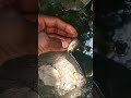 🥶इसका नाम है मोला मोला!#shorts #viralvideo#viral #hugefish #sea🥶 #marinemystery