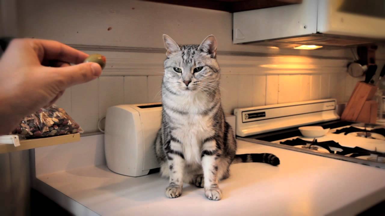 Do Cats LIke Olives? Do Cats Like... YouTube