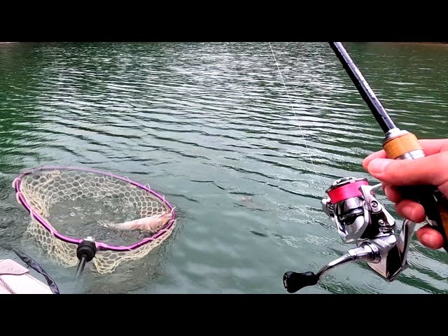 絶滅したブラックバスを釣りに来た - YouTube