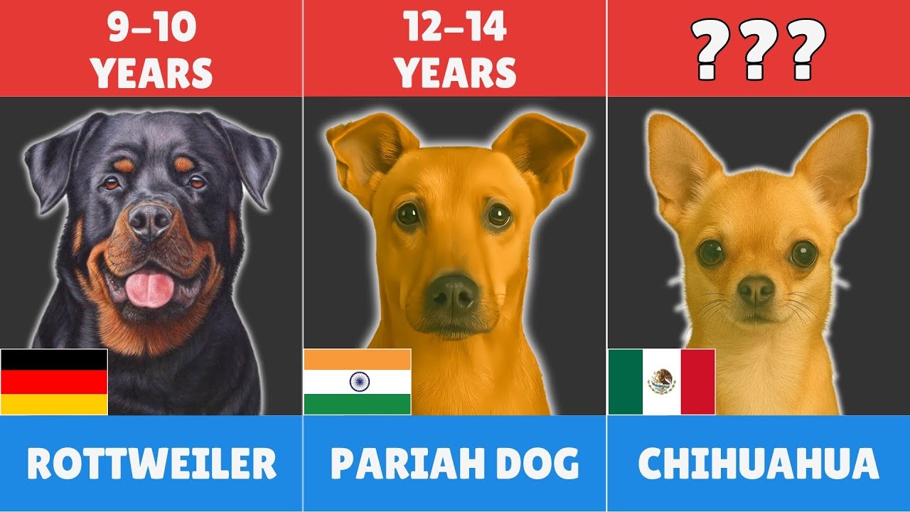 Lifespan of Different Dog Breeds 🐶 How Long Will Your Dog Live?
