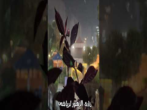 نادى الزهور الرياضى والطرب الاصيل عزف احمد القاضى