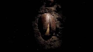 LUMES NUNCA MÁIS - Alento - Luar Na Lubre. Subtitulado