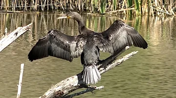 Большой баклан Phalacrocorax carbo / как выглядит большой баклан /  Галапагосский баклан