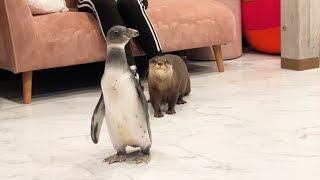 閉じ込められた猫を助け出すカワウソと、マイペースなペンギン