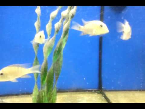 coldwater canyon Geophagus for sale UK