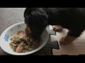 【Dog】仔犬のごはん ジョンは何食べる？　Puppy Food　What does John eat?