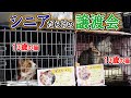 猫も人も「シニア」だらけの譲渡会に潜入