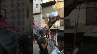 Kanpur 👉 Tukanya Purva Chauraha / Alam Market 3 Moharam Juloos