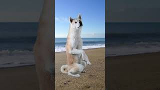 Akita energy at the beach  #akitainu #fun #dog