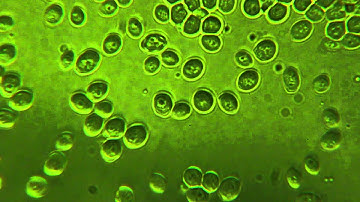Saccharomyces cerevisiae