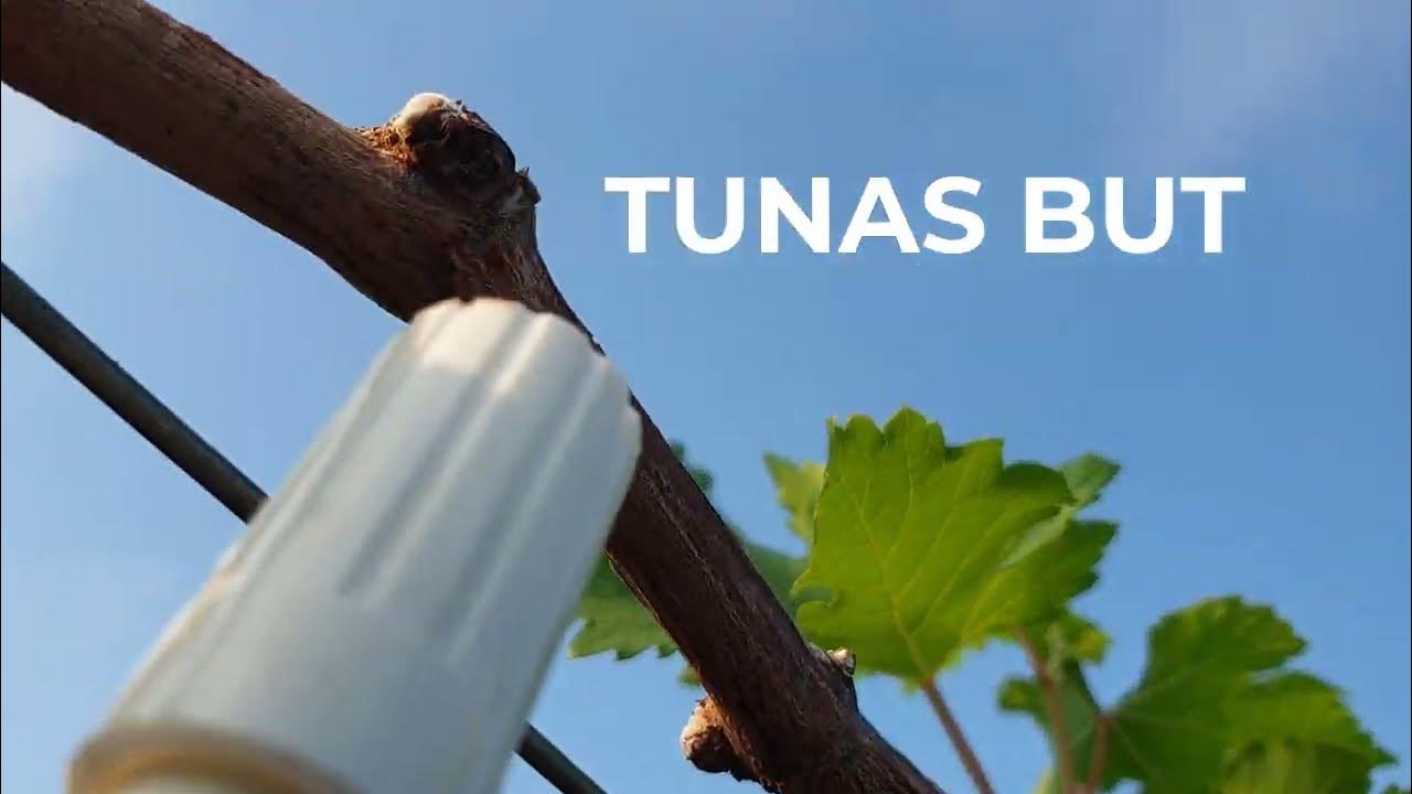 VERY EASY and QUICK to form IMPORT GRAFTING & GRAFTING WINE BROCOLLI