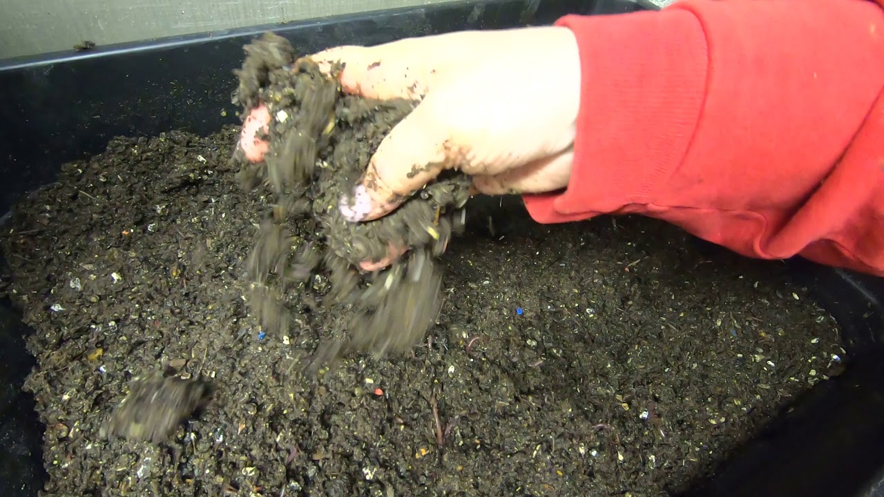 Big Wet Sloppy Feeding  -Stacked DIY Worm BIN