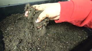 Big Wet Sloppy Feeding  -Stacked DIY Worm BIN