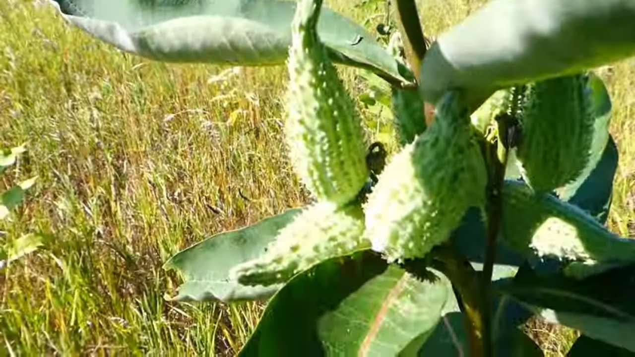 Hiking The Ott and North Country Trail. Part Three.