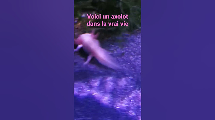 Voici un axolot dans la vrai vie
