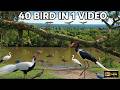 🦜 Beautiful Wild Birds in Their Natural Habitat | 4K UHD Wildlife || #WildBirds #BirdWatching